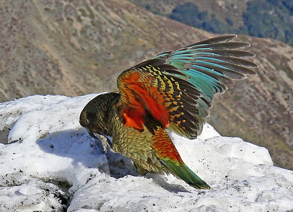 A kea spreading its wings to show the orange underside